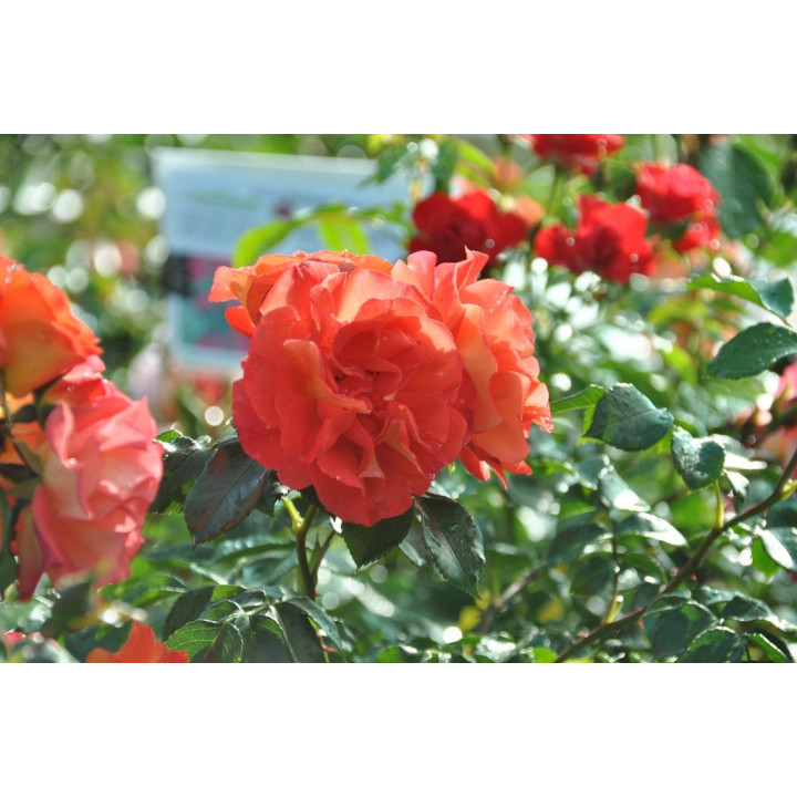 Róża Gebrüder Grimm® ADR 2007