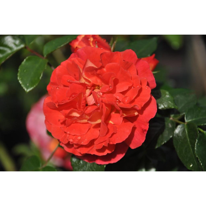 Róża Gebrüder Grimm® ADR 2007