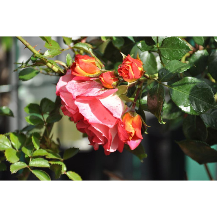 Róża Gebrüder Grimm® ADR 2007