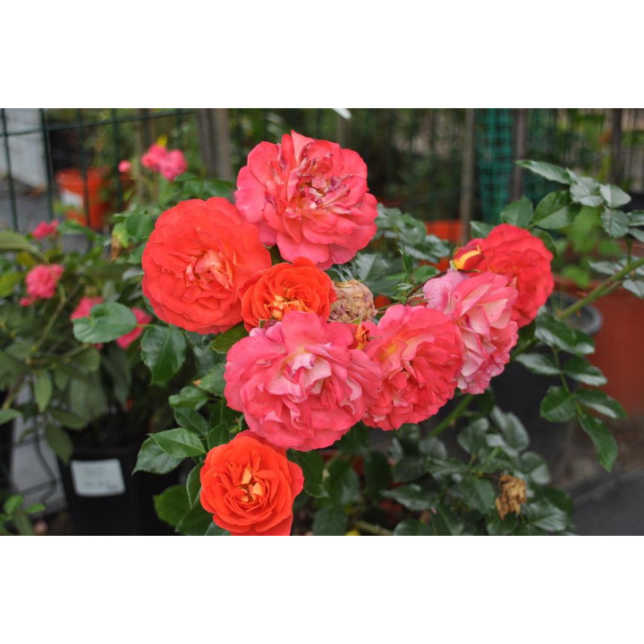 Róża Gebrüder Grimm® ADR 2007