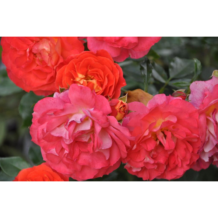 Róża Gebrüder Grimm® ADR 2007