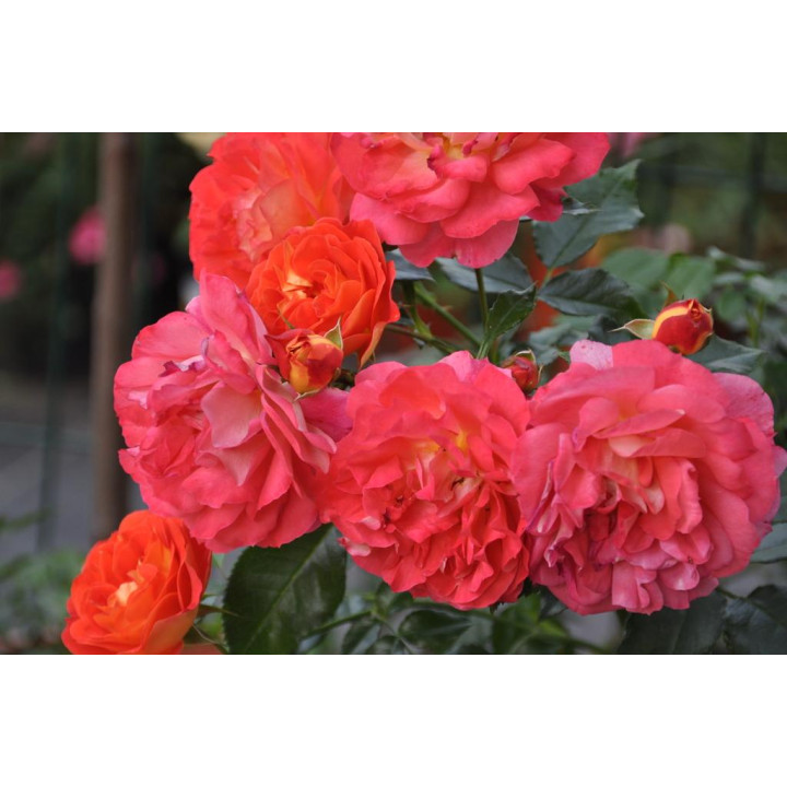 Róża Gebrüder Grimm® ADR 2007