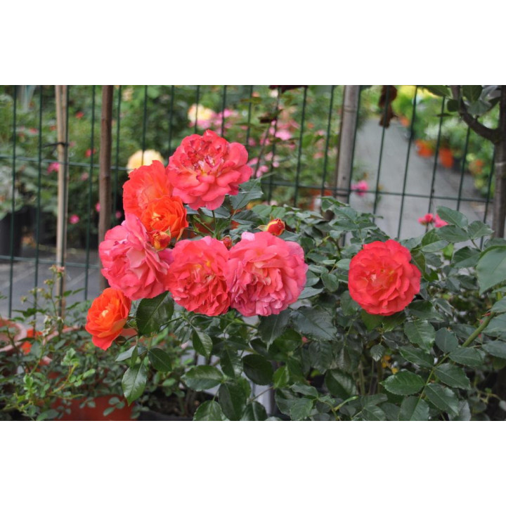 Róża Gebrüder Grimm® ADR 2007