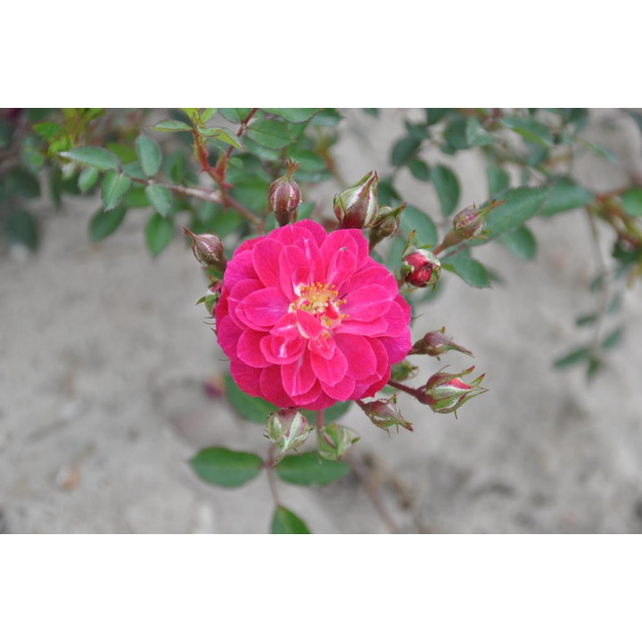 Róża Purple Rain®