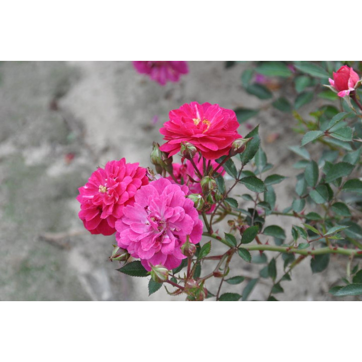 Róża Purple Rain®