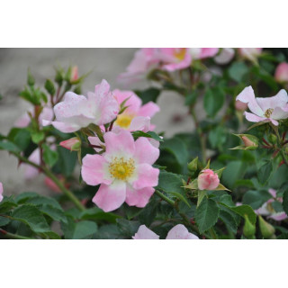 Róża Pink Bassino® ADR 1993