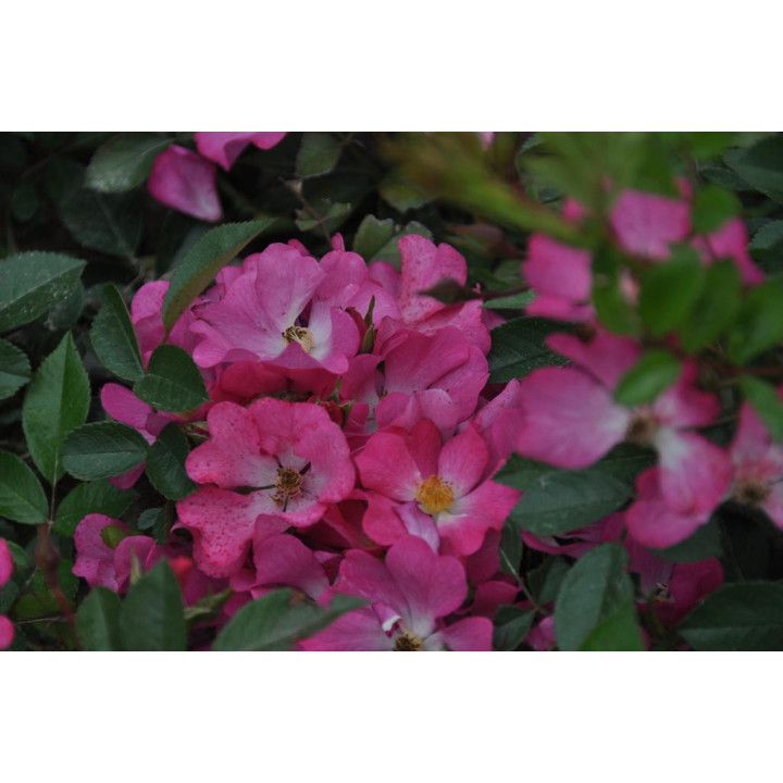 Róża Fil des Saisons®