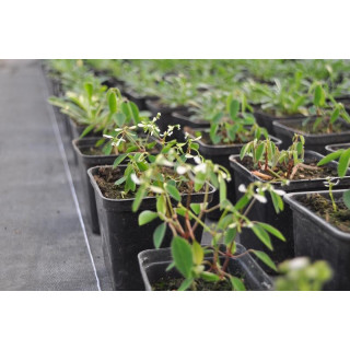 Wilczomlecz (Euphorbia)