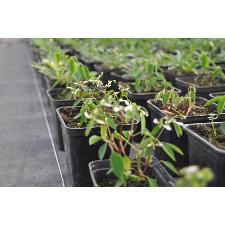 Wilczomlecz (Euphorbia)