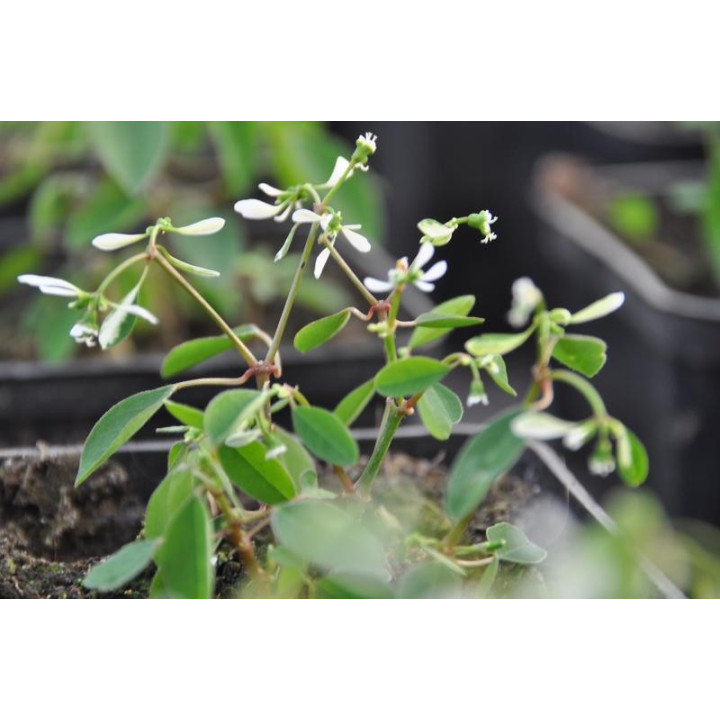 Wilczomlecz (Euphorbia)