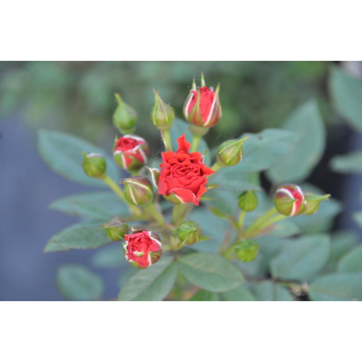 Róża Orange Babyflor®