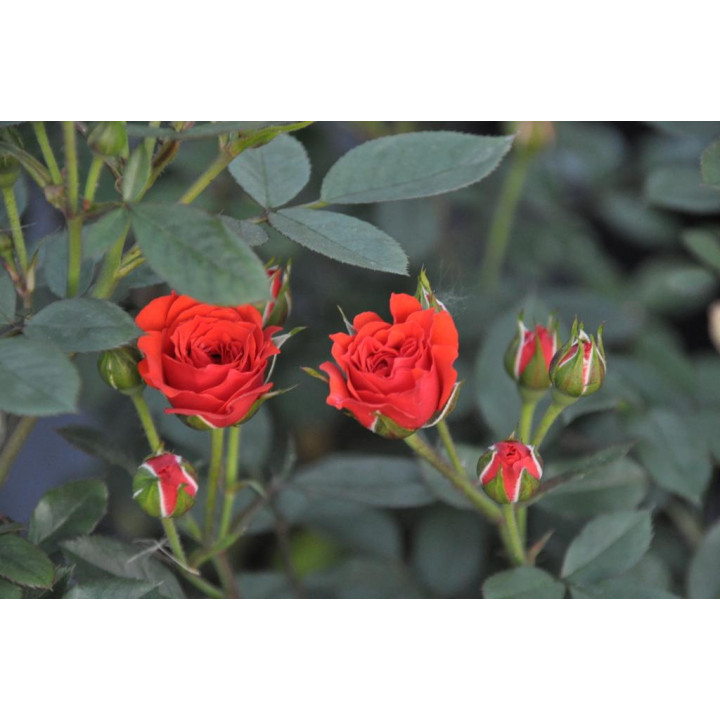 Róża Orange Babyflor®