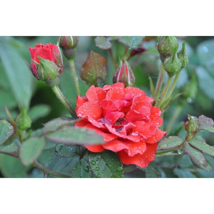 Róża Orange Babyflor®