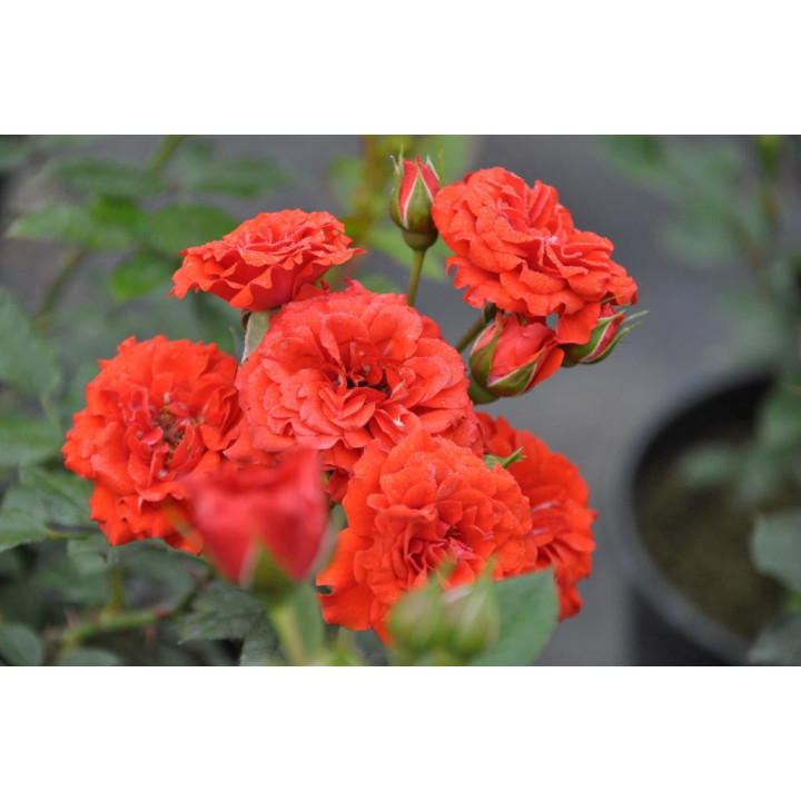 Róża Orange Babyflor®