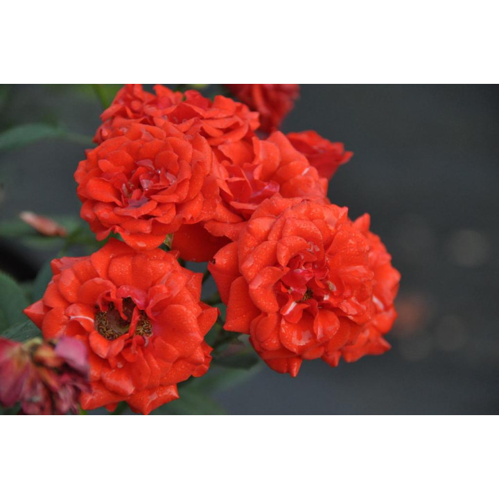 Róża Orange Babyflor®