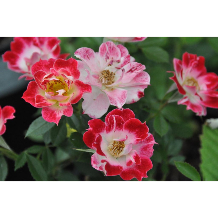 Róża Little Artist