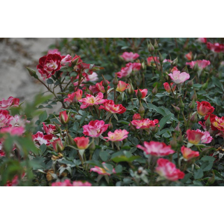 Róża Little Artist