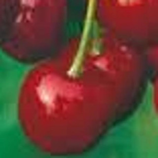 Wiśnia Debreceni Botermo