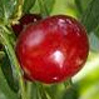 Wiśnia Northstar (Prunus cerasus)