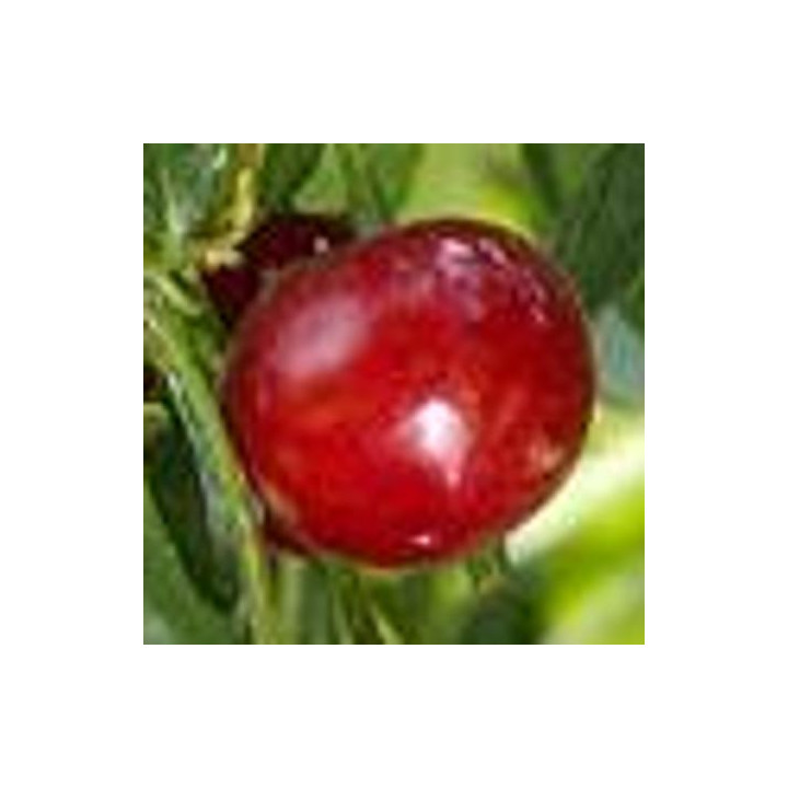 Wiśnia Northstar (Prunus cerasus)