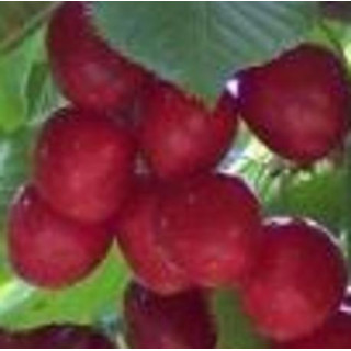 Wiśnia Lucyna (Prunus cerasus)