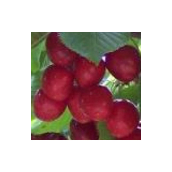 Wiśnia Lucyna (Prunus cerasus)