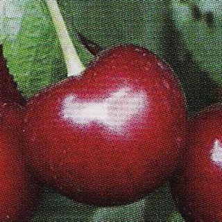 Wiśnia groniasta z ujfehertoi