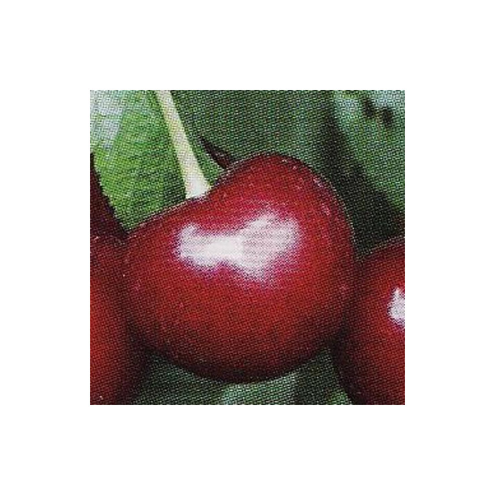 Wiśnia groniasta z ujfehertoi