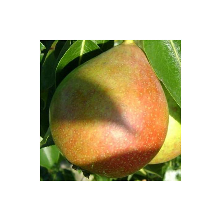 Grusza Faworytka ( Klapsa )