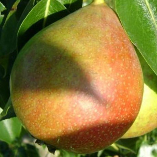 Grusza karłowa Faworytka ( Klapsa )