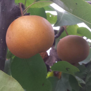 Grusza azjatycka Chojuro