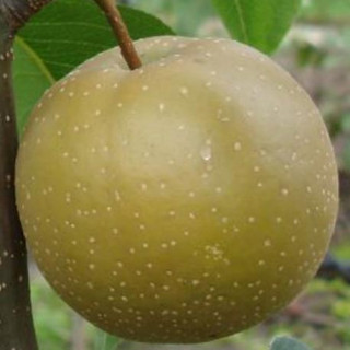 Grusza azjatycka Hosui