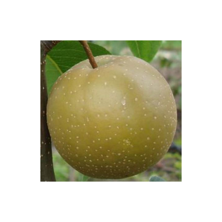 Grusza azjatycka Hosui