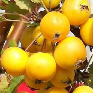 Jabłoń ozdobna Golden Hornet