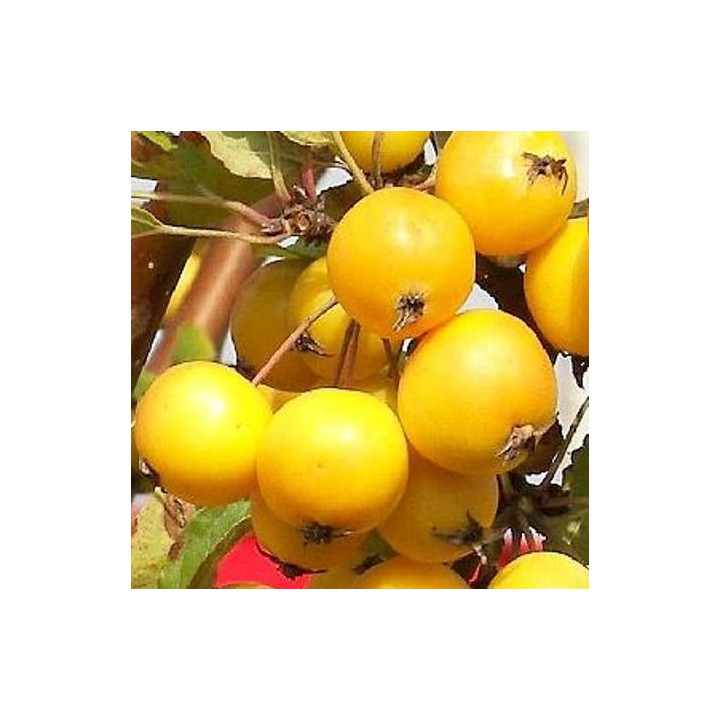 Jabłoń ozdobna Golden Hornet