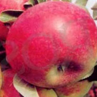 Jabłoń półkarłowa Delikates