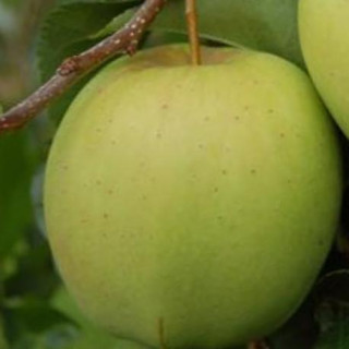 Jabłoń Golden Delicious