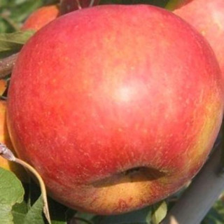 Jabłoń Rubin