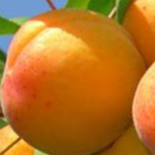 Morela wczesna z morden