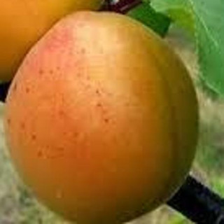 Morela Somo (Prunus Armeniaca)