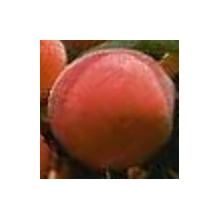 Brzoskwinia Redhaven