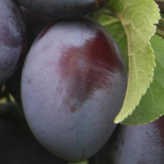 Śliwa Węgierka zwykła