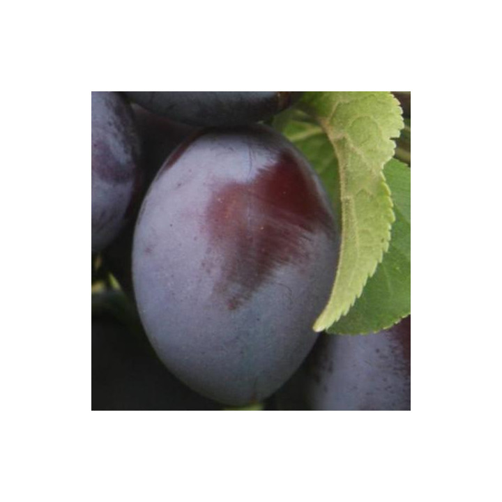 Śliwa Węgierka zwykła