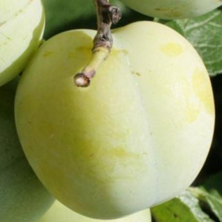 Śliwa Renkloda ulena