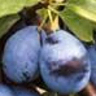 Śliwa Węgierka Dąbrowicka