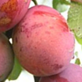 Śliwa karłowa Opal