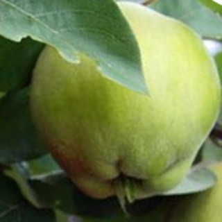 Pigwa wielkoowocowa Leskowac