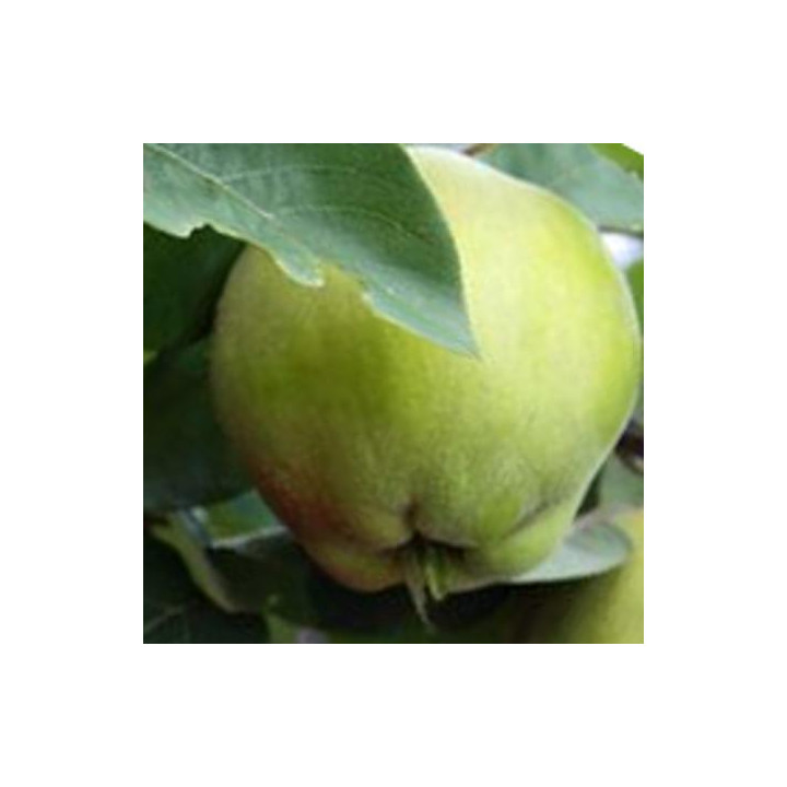 Pigwa wielkoowocowa Leskowac