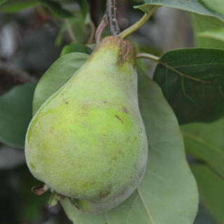 Pigwa szczepiona Pigwa szczepiona