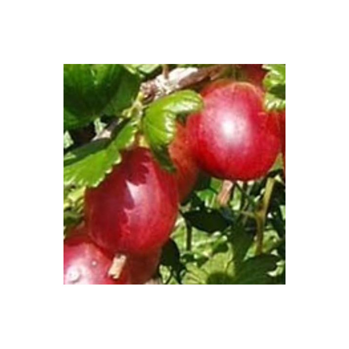 Agrest Pienny Mączniakoodporny Czerwony